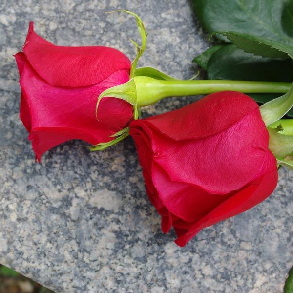 Roses on stone