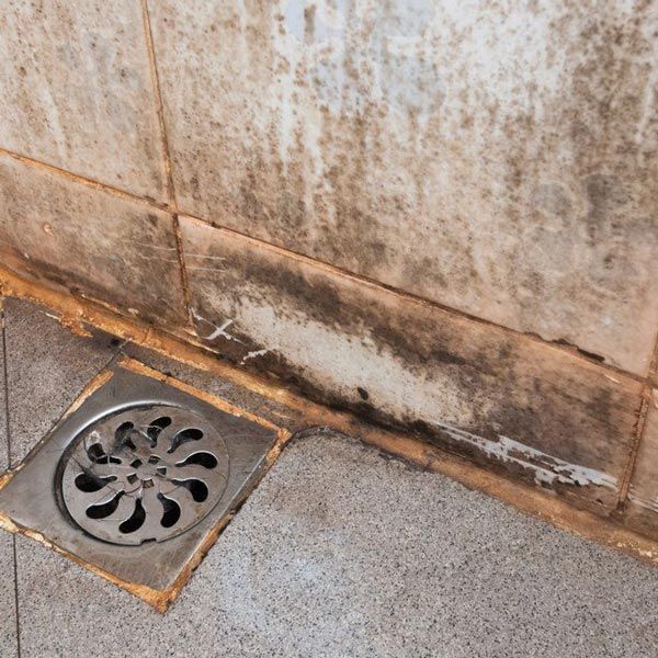 mold