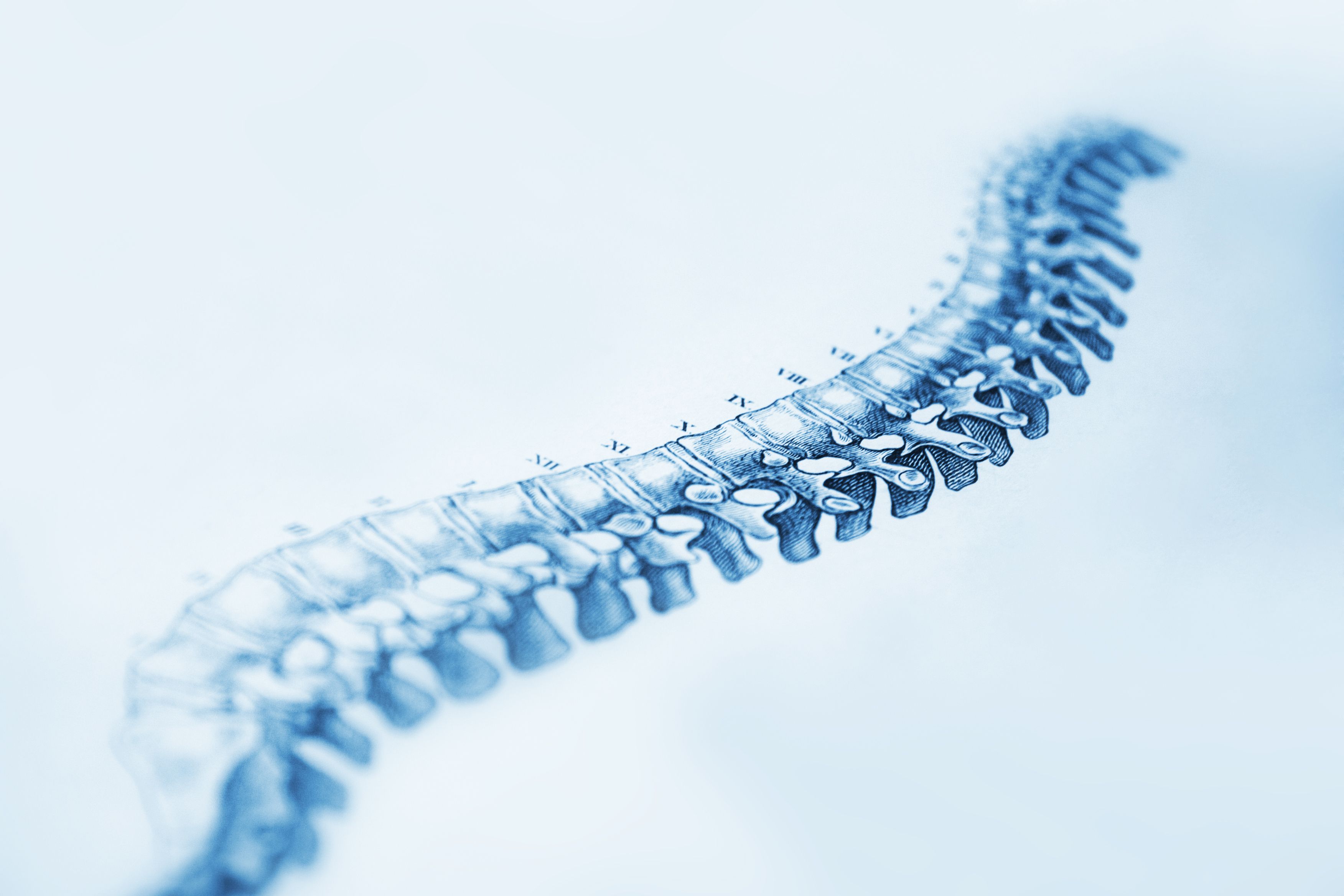 image of spinal cord